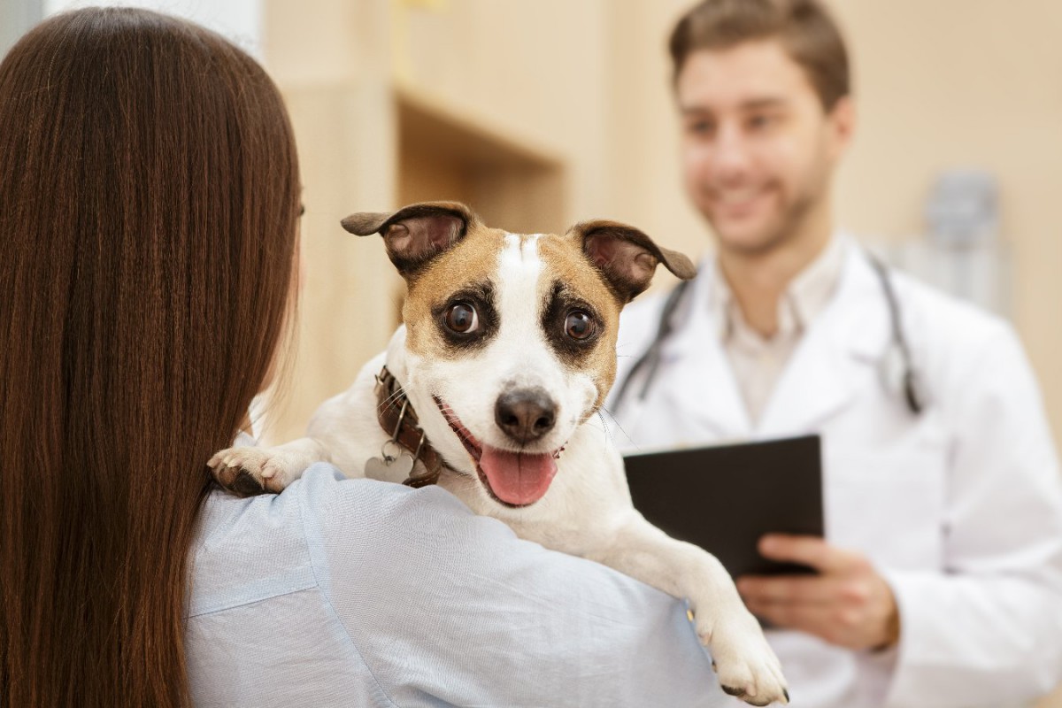 犬の巨大食道症の治療にバイアグラが有効という研究結果