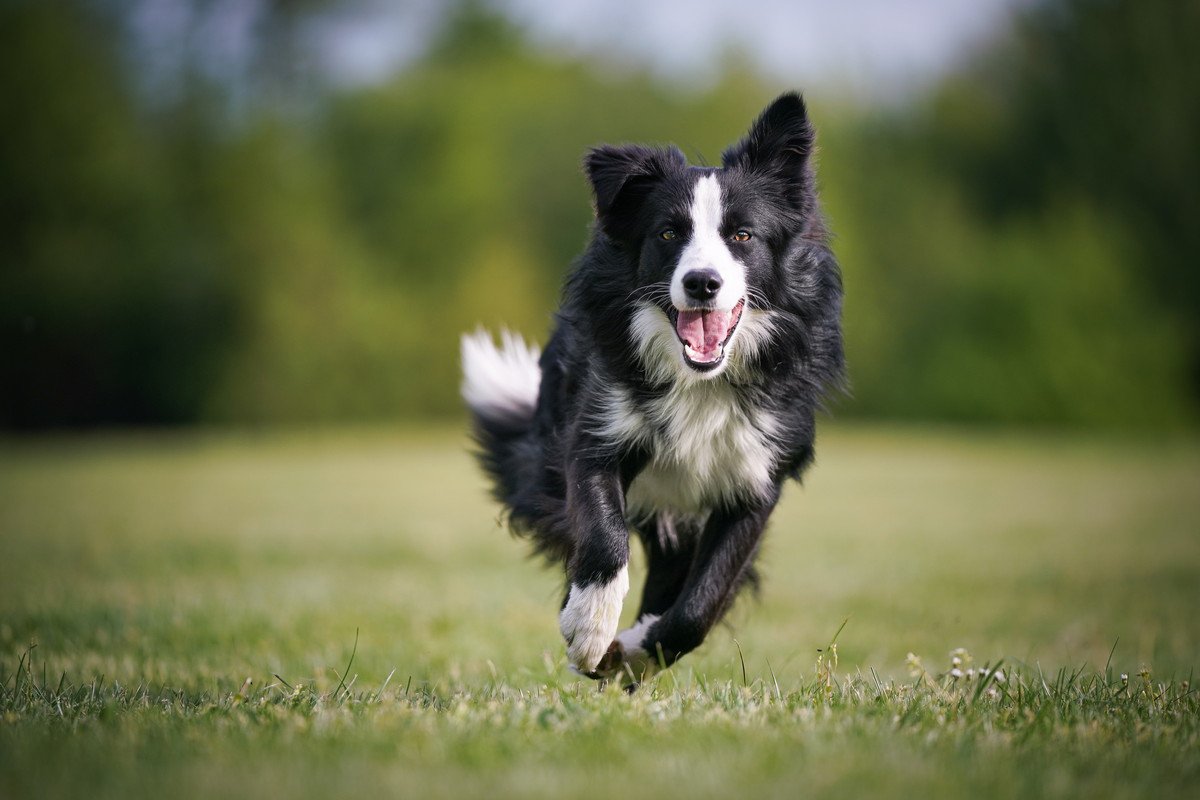 犬の老化を遅らせるためにできる3つのコツ　シニア犬になる前からしておきたい対策とは