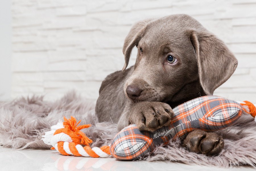 犬を熱中させる『おもちゃ』5つ　愛犬を虜にする理由や安全を守る選び方まで