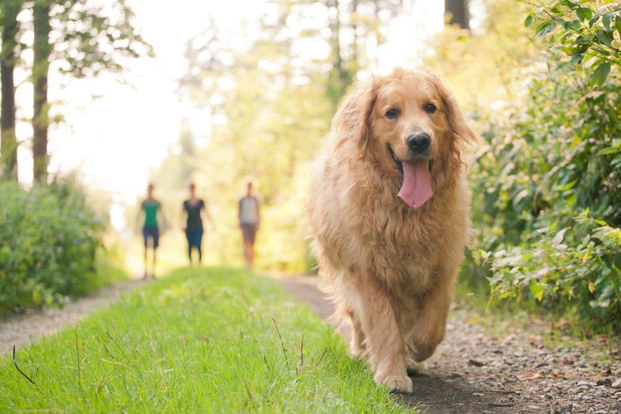 犬を呼んでも戻ってこない！主な理由としつけ方