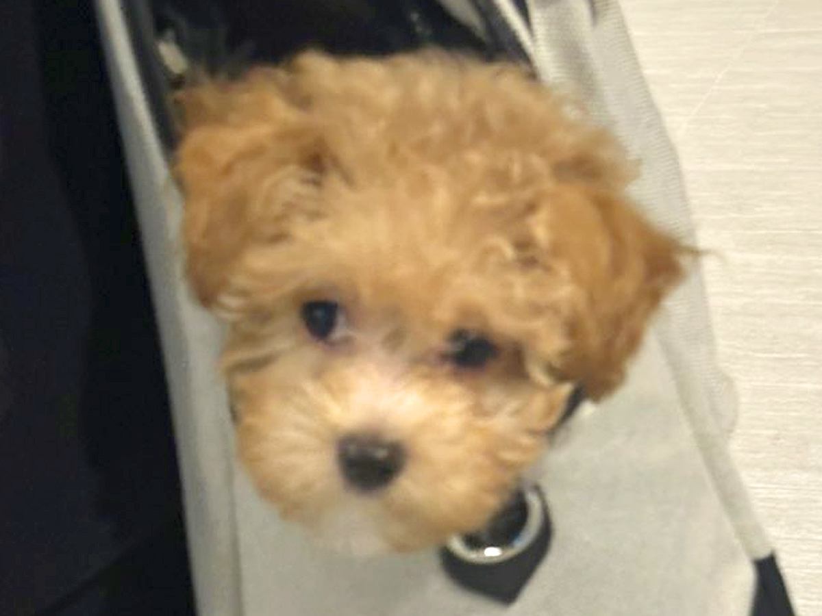 お出かけバッグから顔を出す『生後3ヶ月の赤ちゃん犬』→知らない犬とすれ違うと…想定外の行動に1万いいね集まる「残像がｗｗ」「かわいい」