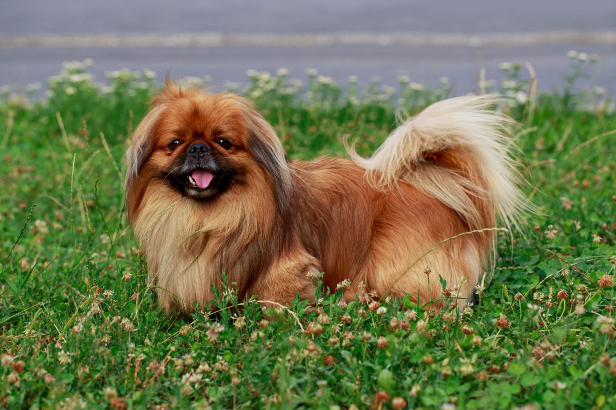 【獣医師監修】ペキニーズってどんな犬種？特徴と性格や飼い方・価格相場まで解説