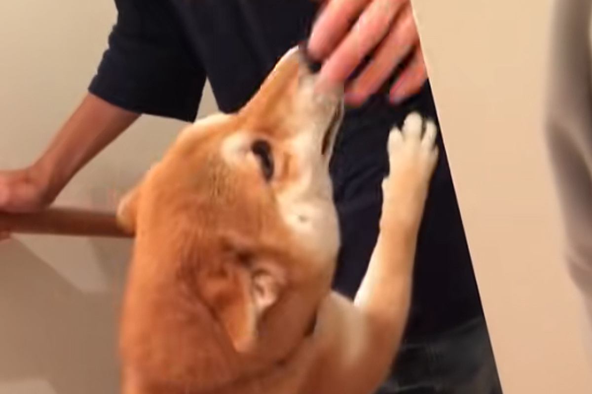 カナダに行っていた兄と初めて出会い、大興奮で出迎えしていた犬→辛辣すぎる『9年後の光景』が16万再生「9年の間に何が…」「熟年夫婦で草」