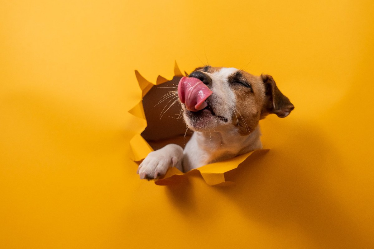 犬が飲み込むと亡くなる『絶対に誤飲させてはいけないもの』5選　対策をしていても油断は禁物