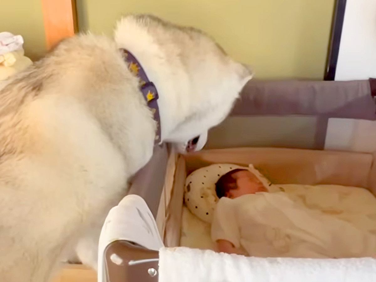 赤ちゃんを溺愛している大型犬→来客があると、守るかのように…家族愛を感じる『素敵な行動』が14万再生「頼もしい」「完璧なボディーガード」