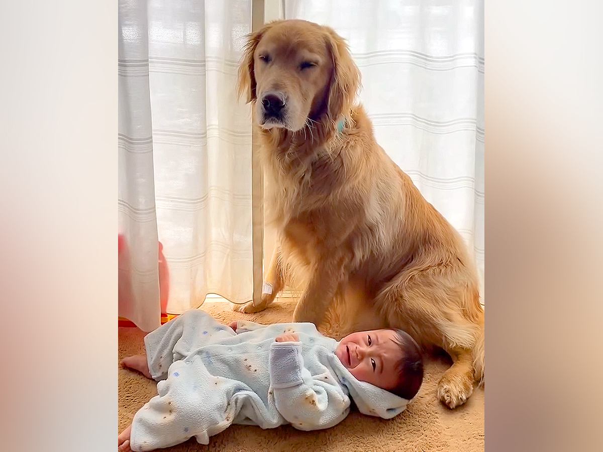 泣きそうな赤ちゃんをあやす大型犬→せっかく泣き止んだのに…まさかの『育児の厳しさを味わう光景』が7万再生「可愛すぎる兄弟」「困り顔ｗ」