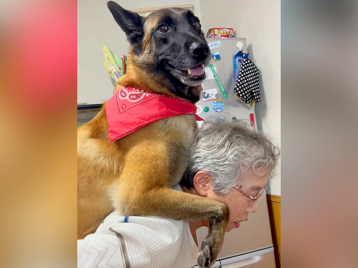 おばあちゃんにおんぶしてもらった大型犬→降ろそうとした次の瞬間…人の子供のような『まさかの行動』に絶賛の声「大きな赤ちゃんｗ」「笑った」