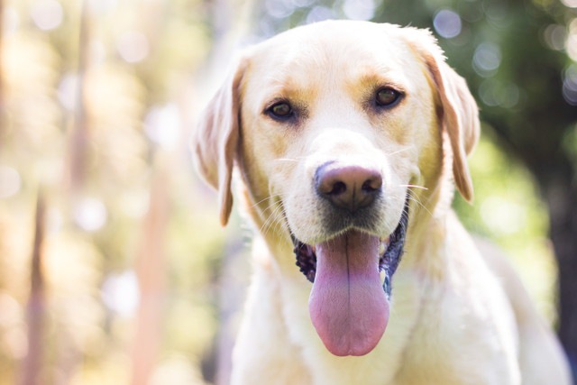 「保護犬を家族に迎えたい」そんなあなたに憶えていてほしいこと