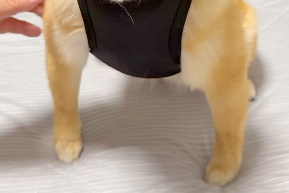 犬に服を着せた結果→『筋肉ムキムキ』になってしまい…まさかの『武士のような光景』が178万再生「拙者座りｗｗ」「腹ちぎれるほど笑った」