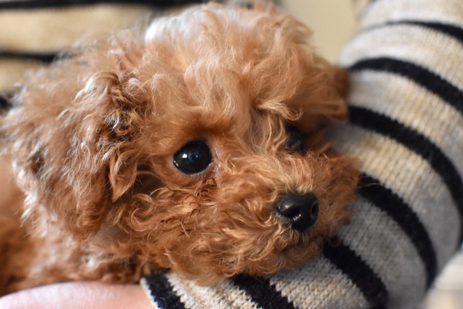 犬を『抱っこ』するときのタブー行為5選　飼い主の間違った抱き方によるデメリットとは？