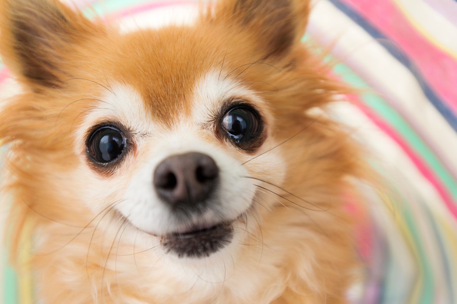 犬が喜ぶフレーズ４選