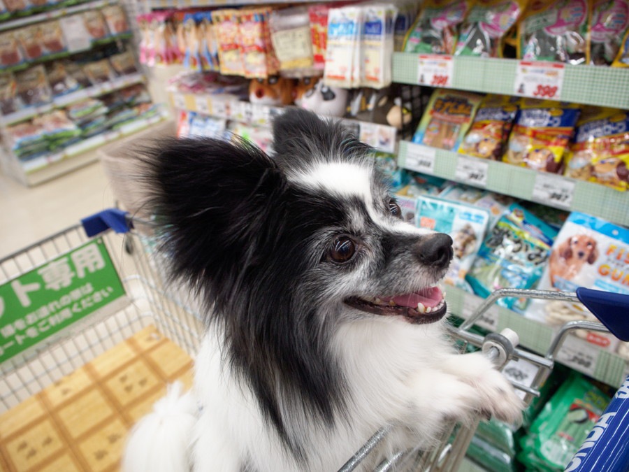 犬をコンビニなどに連れていく時の注意点と対策