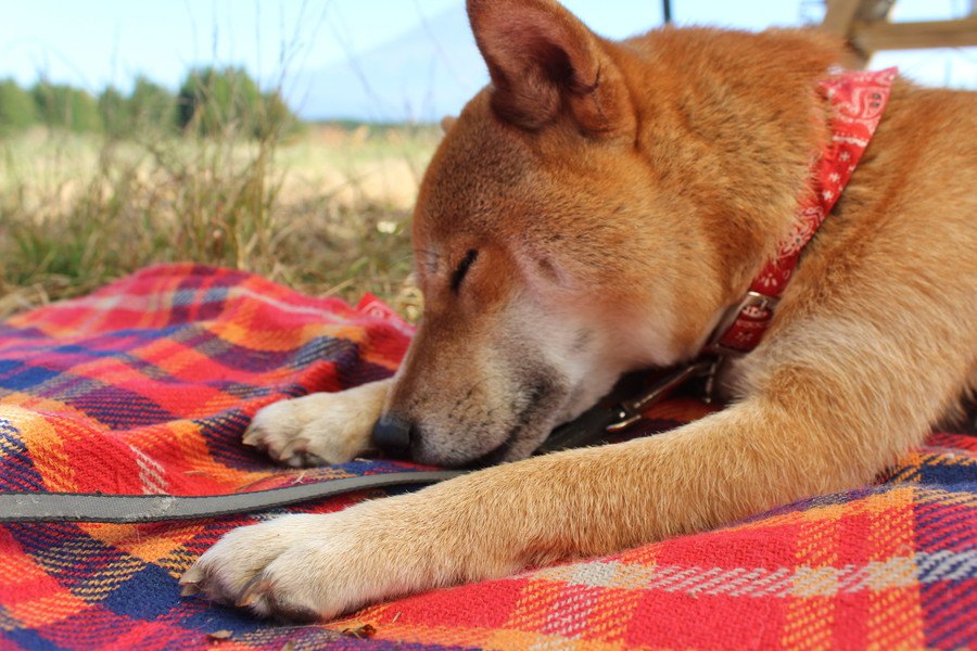 犬が『気持ちいい～』と感じている時のサイン４つ