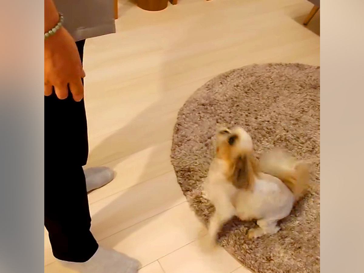 『なぜいるの…！』お父さんと半年ぶりに再会した犬→動揺を隠しきれず…戸惑いながらも熱烈歓迎する光景に「乙女ｗ」「尻尾ちぎれちゃう」の声