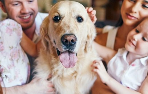 ちゃんとつけてる？犬の鑑札をつける必要性