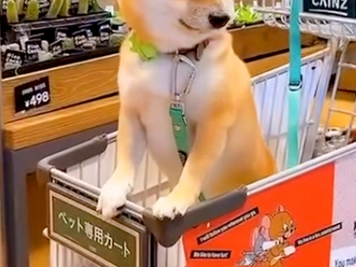 おばあちゃんと買い物に来た犬→途中でトイレに行くと…絵に描いたような『ぴえん顔』が31万再生「抱きしめてあげたい」「すごい探してる」