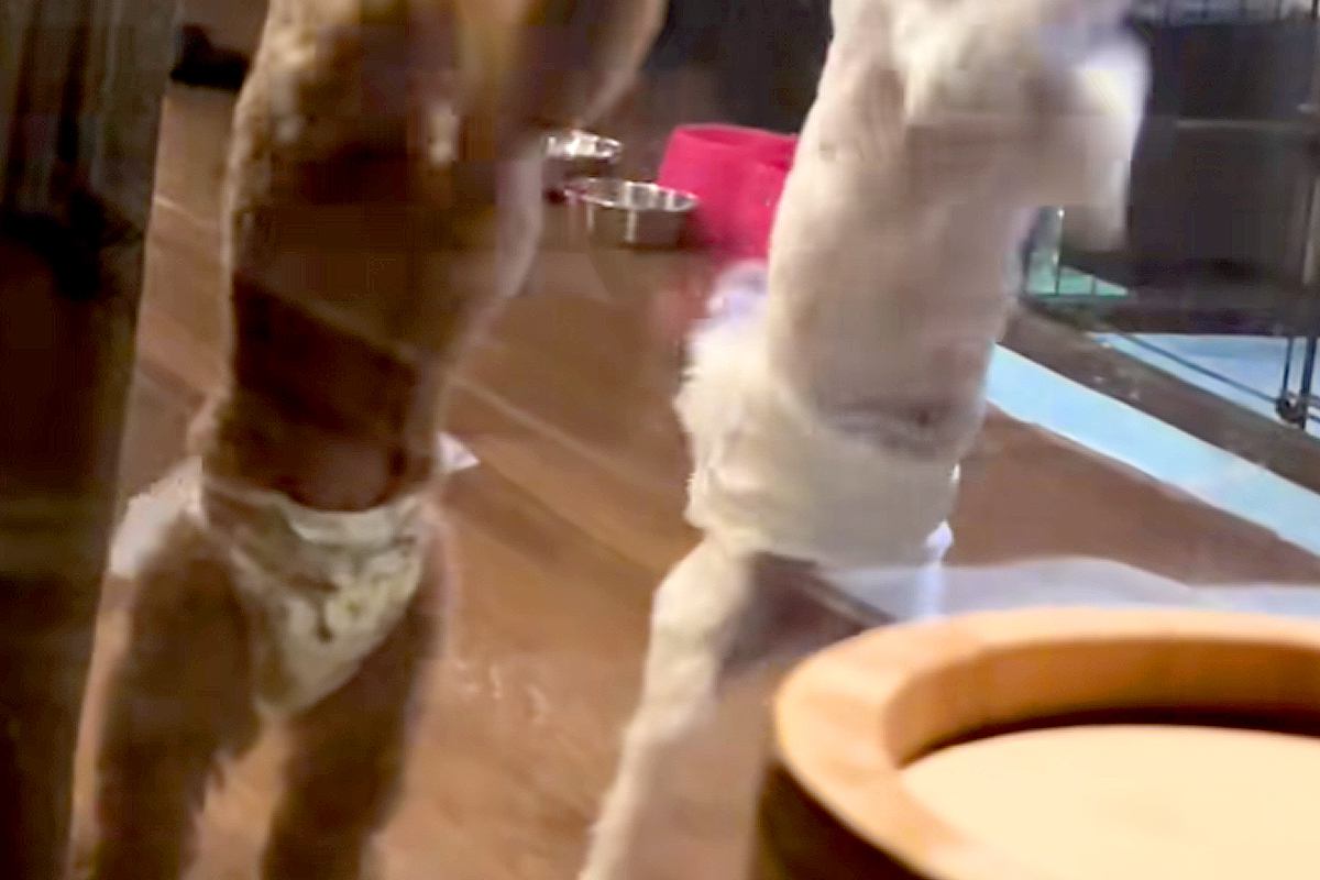 犬と泊まれるホテルで『客室露天風呂』に入った結果→ふと部屋を見ると…全くリラックスできない光景が29万再生「太鼓の達人で草」「シンクロ」