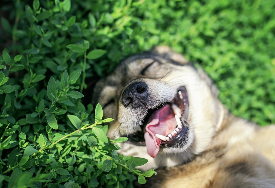 『幸せな犬』がよくする表情や態度５選！その犬の特徴とは