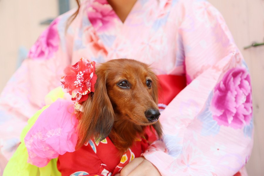 犬の飼い主が絶対に注意すべき『夏のイベント』３選