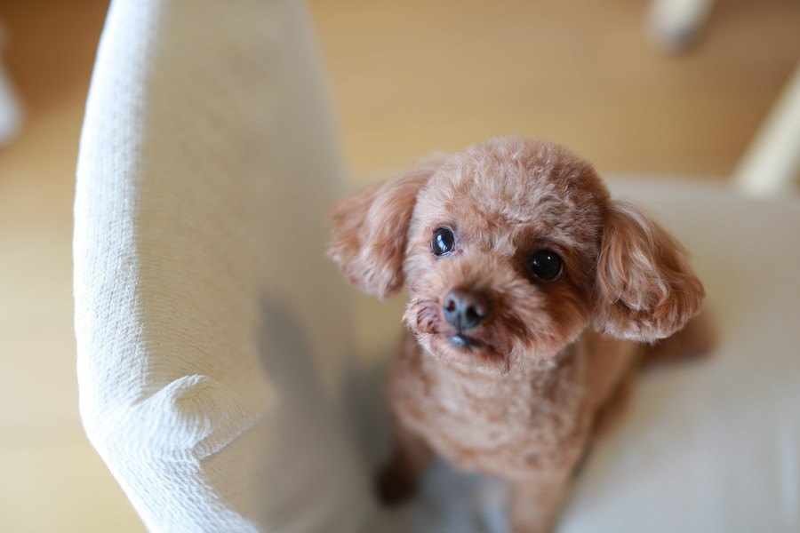 はしゃぎ過ぎる犬を落ち着かせる方法４つ