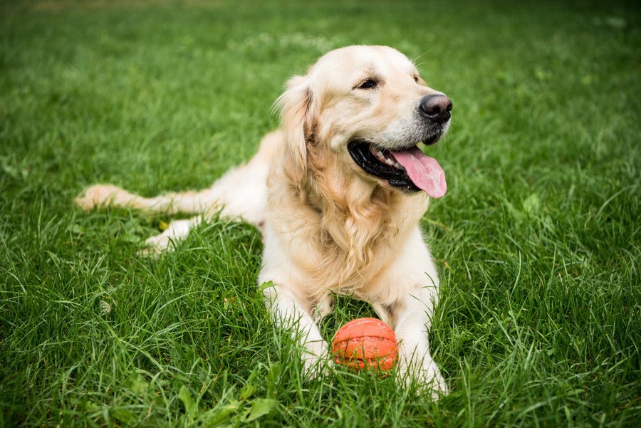 犬が『嫌いなおもちゃ』によくする仕草や行動３選