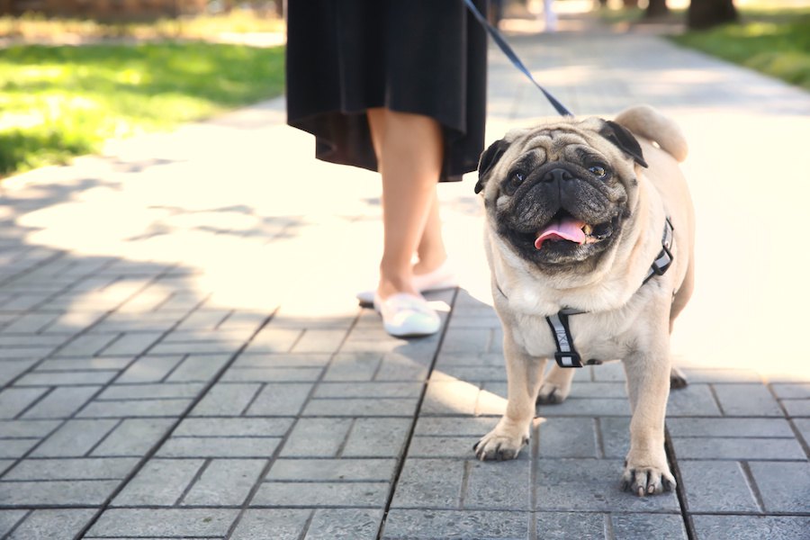 あなたは大丈夫？犬を肥満にさせる飼い主の特徴４つ