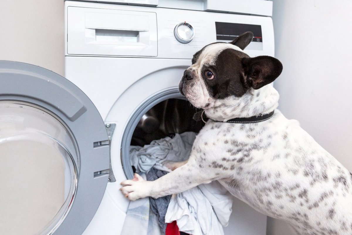犬のベッドの『ダメな洗い方』4選　やりがちなNG行為と正しい洗濯方法とは？