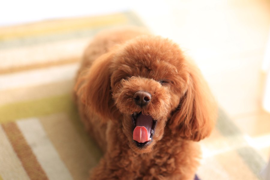 犬が飼い主をうざがっている時の仕草５つ