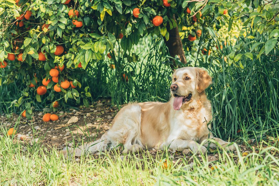 柑橘類に致命的な被害を与える細菌を犬たちが探知【研究結果】