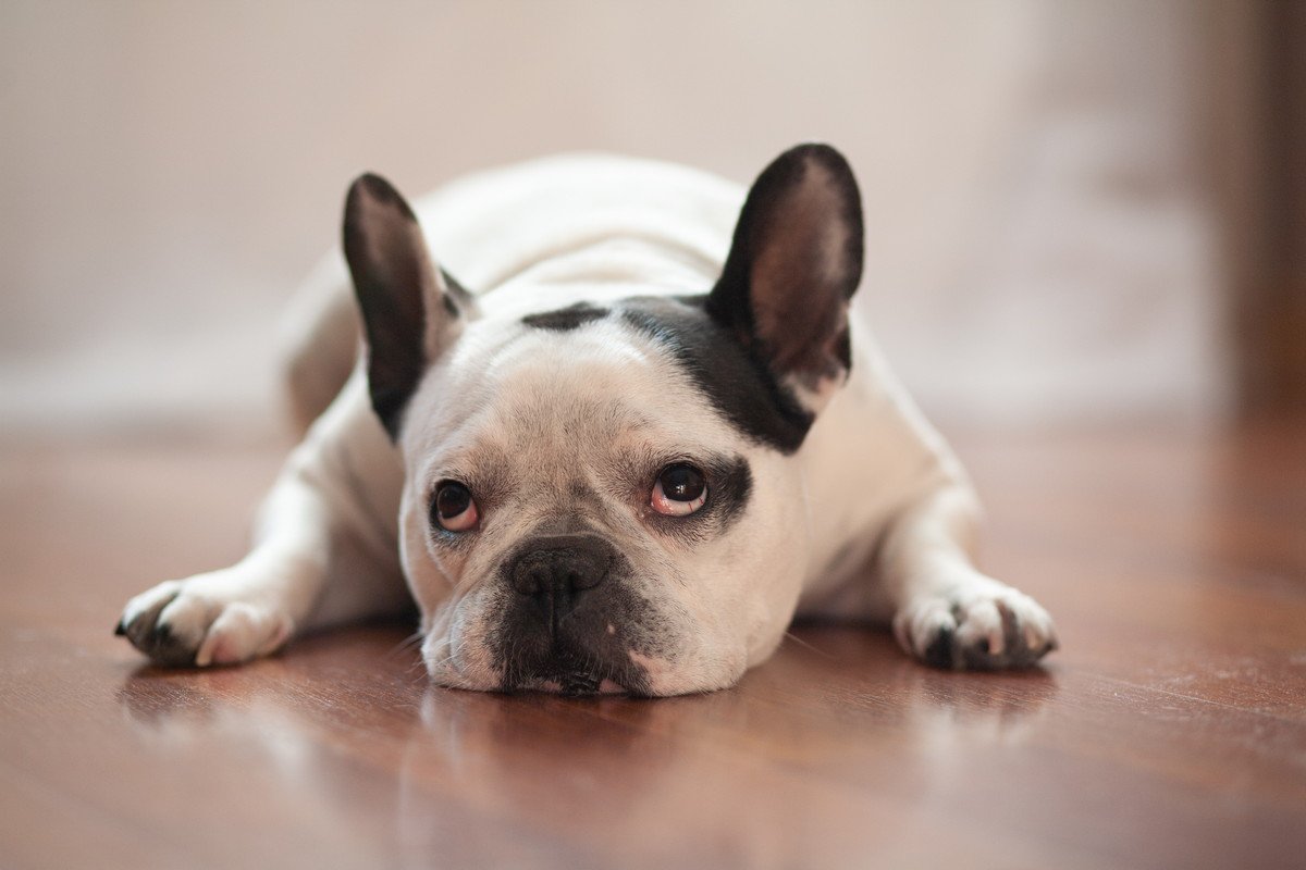犬が『楽しくない』ときにみせる態度や行動5選　愛犬を満足させる方法や注意点まで解説