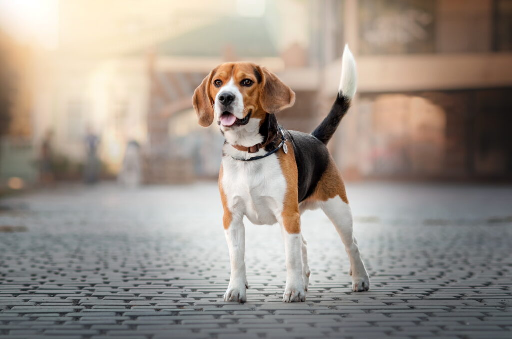 【獣医師監修】ビーグルってどんな犬種？特徴と性格や飼い方・価格相場まで解説