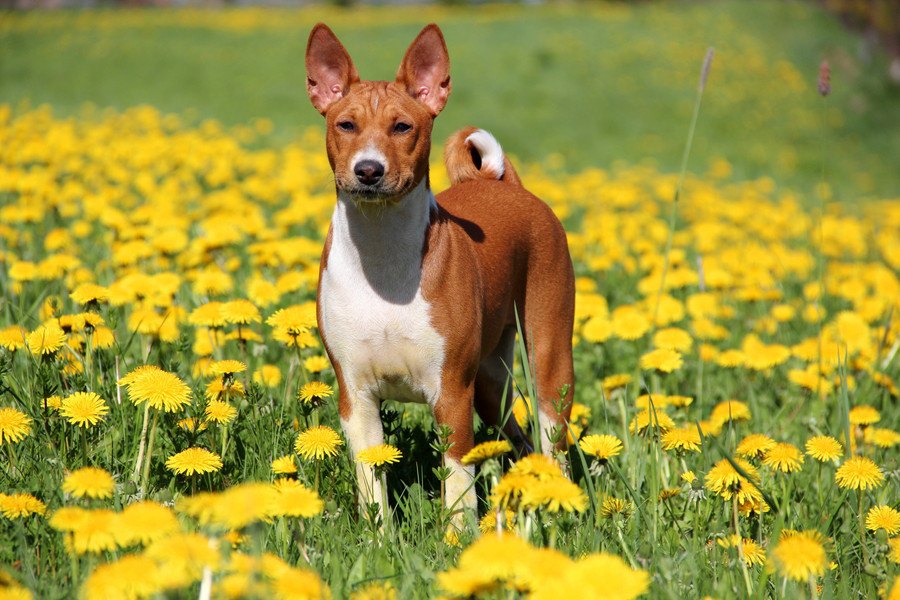 バセンジーの性格や特徴/しつけ/値段/寿命/飼い方/犬種について