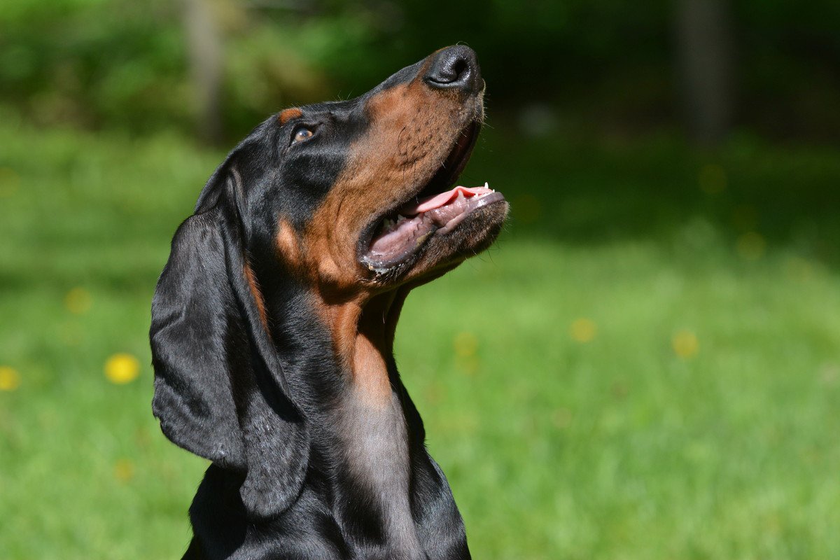 大きな『垂れ耳』を持つ犬種3選！ギネス登録された世界一長い耳を持つ犬や垂れ耳の特徴を紹介