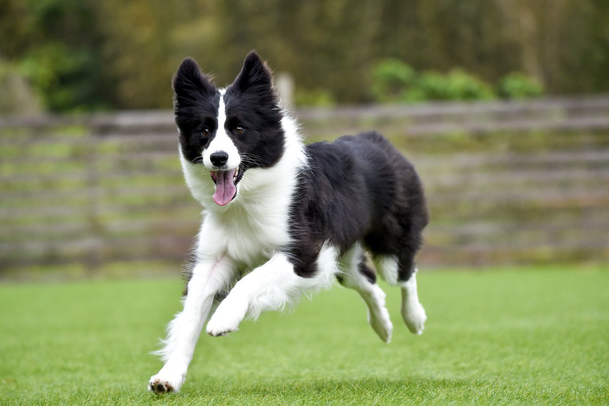 『たくさん散歩が必要』な犬種5選　運動量が多いワンコの特徴や満足させるための工夫まで