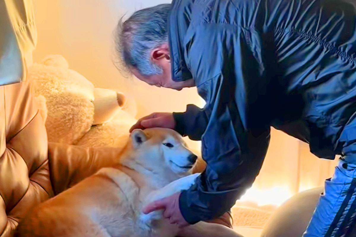 大好きなおじいちゃんと会った柴犬→ナデナデしてもらった結果…喜びが伝わる『尊い表情』に反響「ほのぼの」「幸せな笑顔」「かわいいぃぃ」