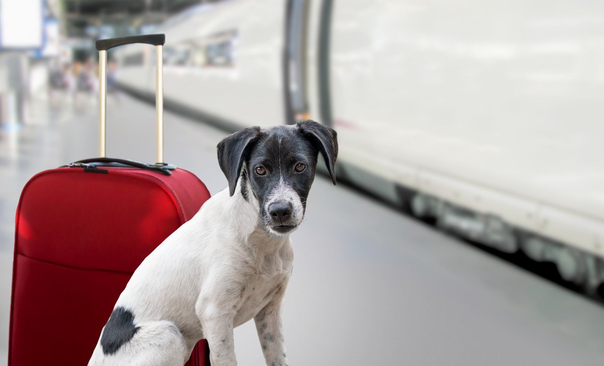 犬は電車に乗せても大丈夫？やってはいけないバッドマナーと知っておくべき乗せる際のルールとは？