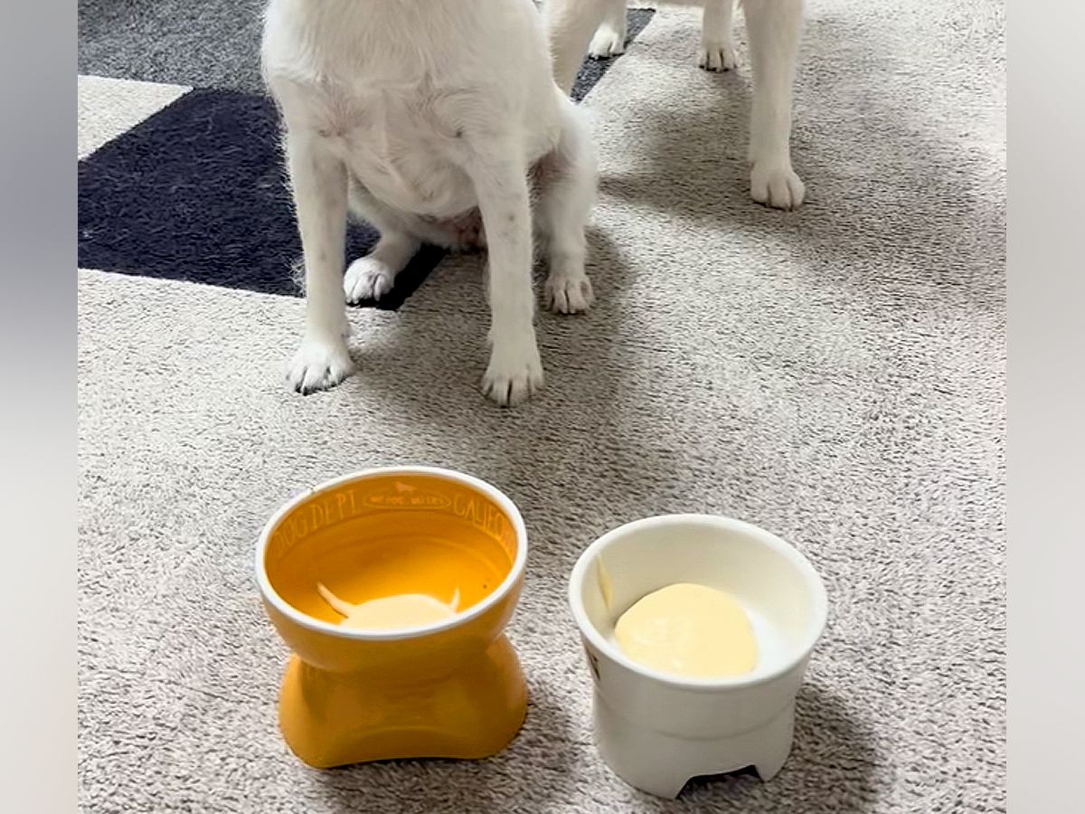 ヨーグルトの前で『待て』をする2匹の犬→『ヨシ』と言っているのに…まさかの光景が49万再生「静止画かな？ｗｗ」「くつろぎ出してワロタ」