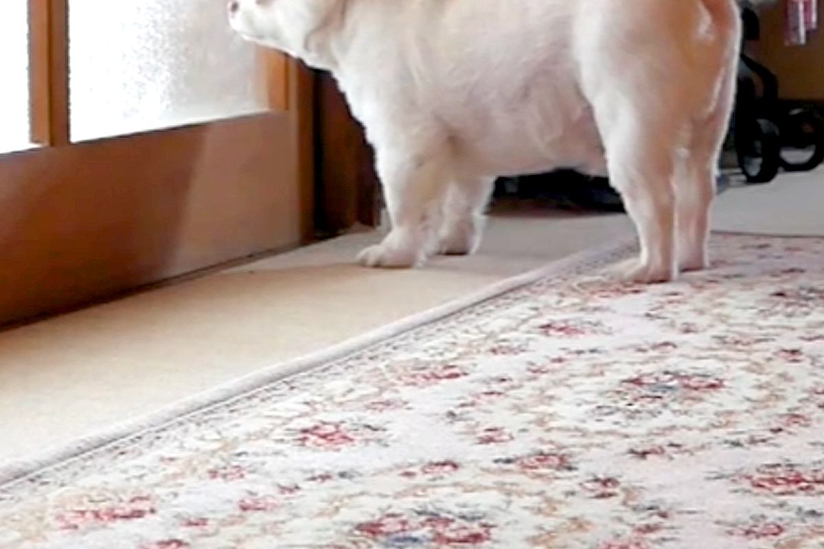 朝、まだ眠っているおばあちゃんに『おはよう』を言いたい犬→部屋の前で待ち続けて…『再会の瞬間』に反響「なんて優しい子」「ウルッときた」