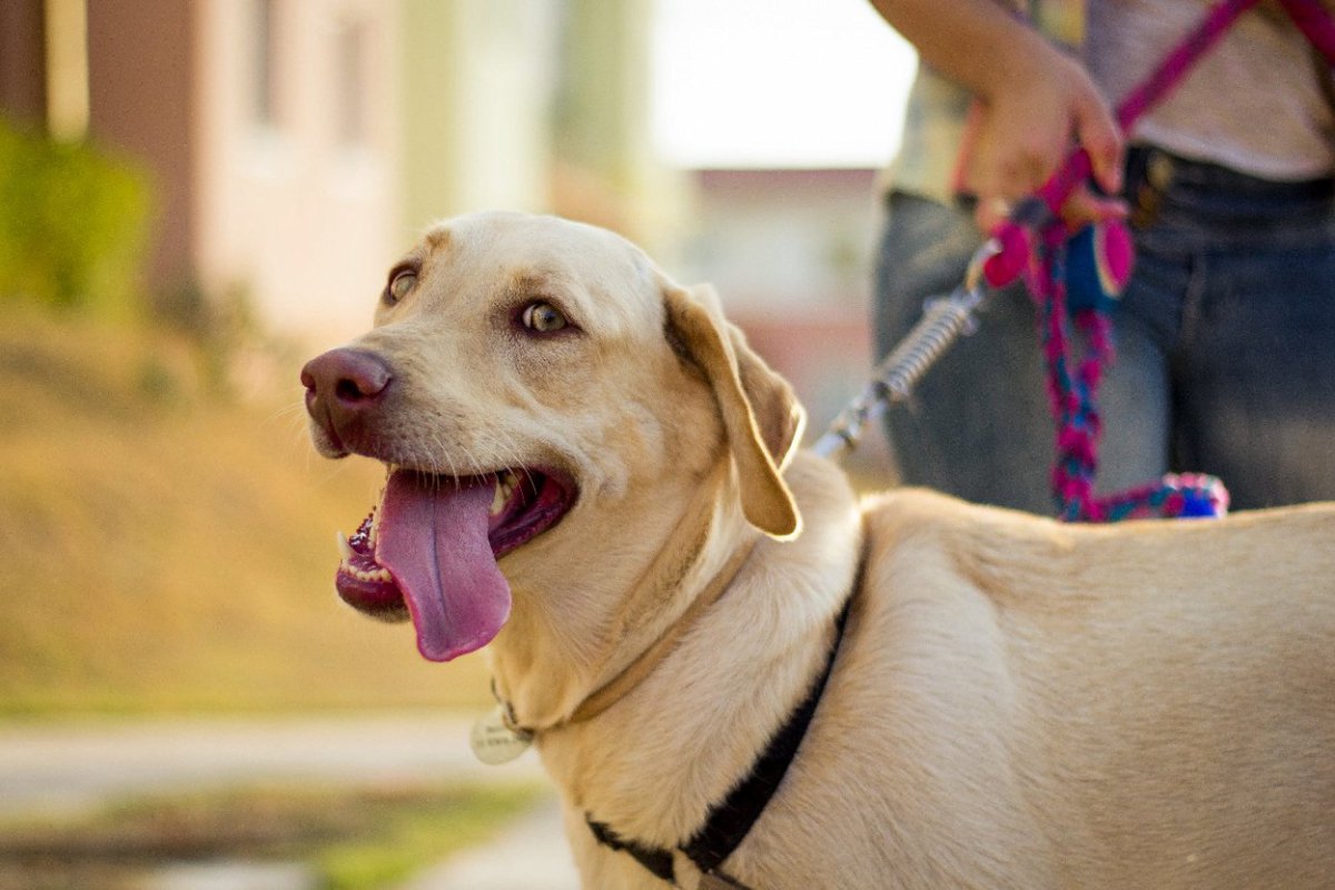 『夏に犬の散歩』をするときの絶対NG行為4選　愛犬を危険に晒す危険な行動とは？