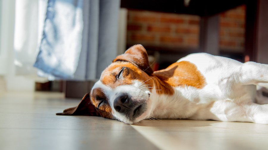 犬が愛想を尽かす飼い主のダメ行動４つ