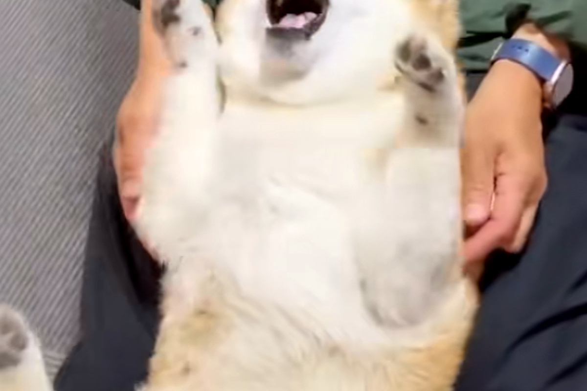 耳に薬をさす犬→『ものすごく嫌がっている』と思いきや…薬を入れる瞬間の『態度』が愛おしすぎると35万再生「おててがｗｗ」「あざとすぎる」