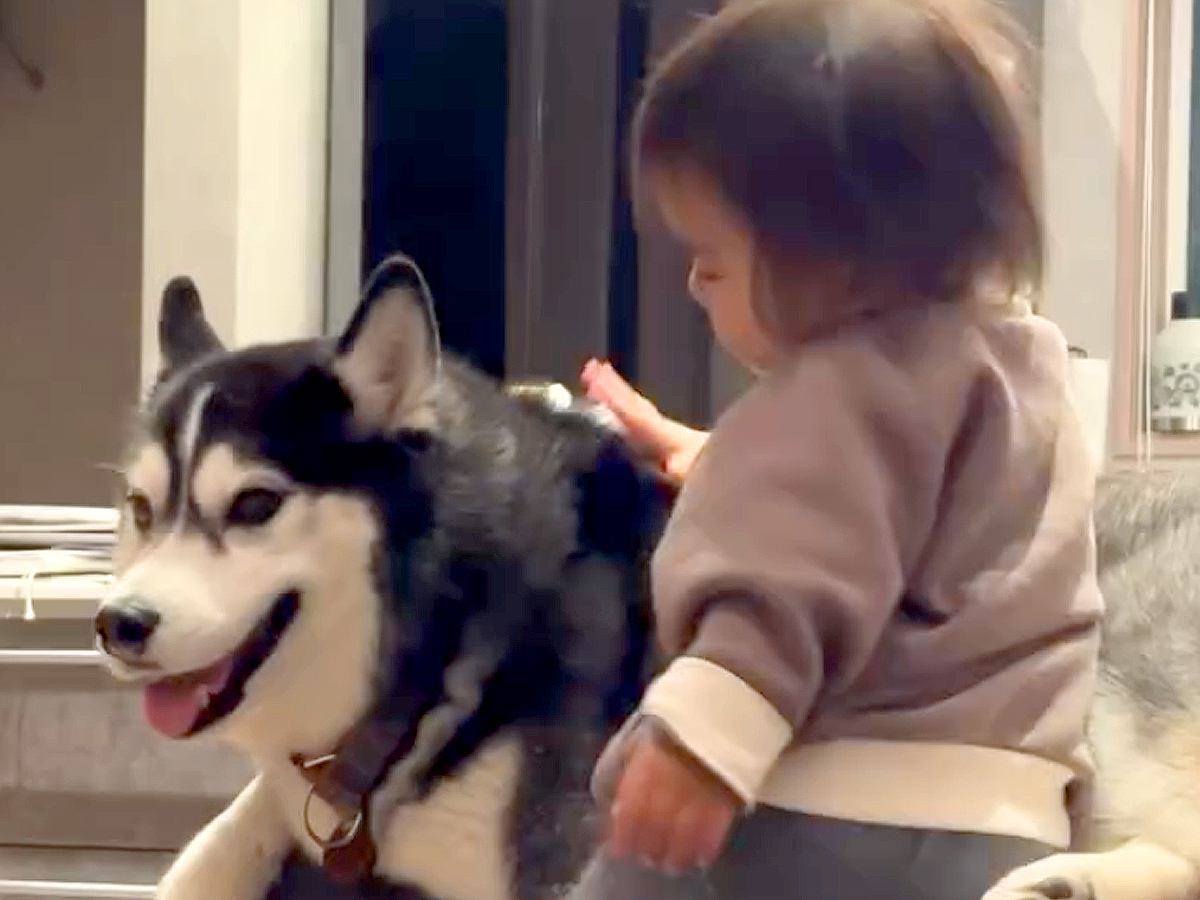 犬にはとても優しく接している赤ちゃん→しかしパパに対しては…ちょっぴり切ない『まさかの扱い』が57万再生「パパ強く生きてｗ」「笑った」
