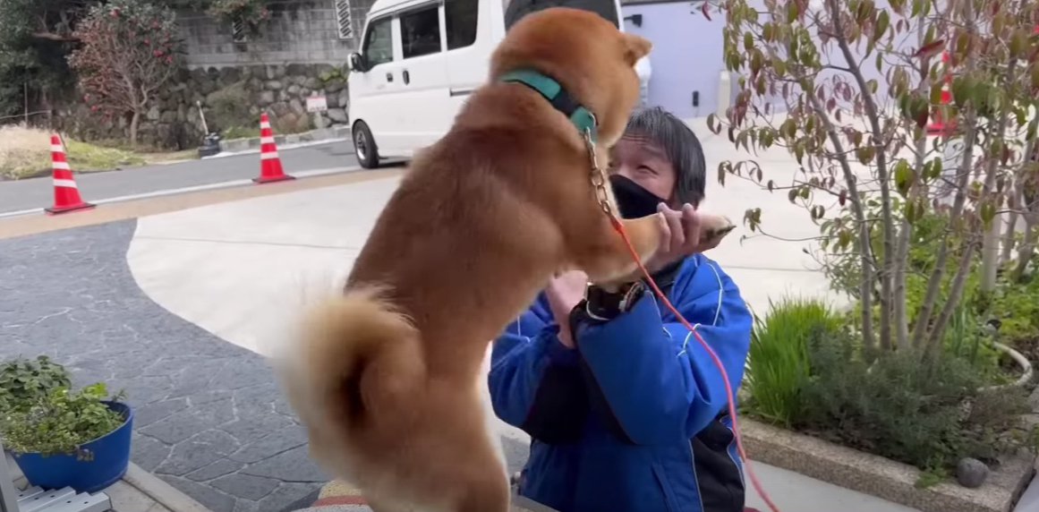 配達員さんが好き過ぎる柴犬が超話題！その関係性に「おてでハンコ押すの好き」「こんな平和が溢れたら良いのに」大反響