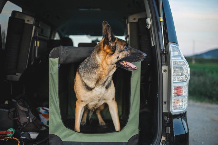 【獣医師が解説】災害時のために、犬を飼っている人が準備しておきたいこと