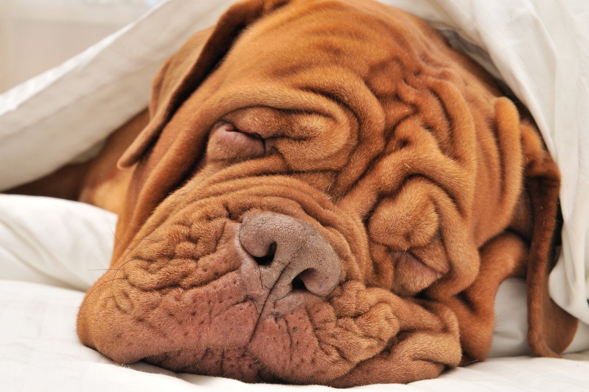 犬のいびきは放置しても大丈夫？３つの原因と病院を受診すべき心配な症状とは？