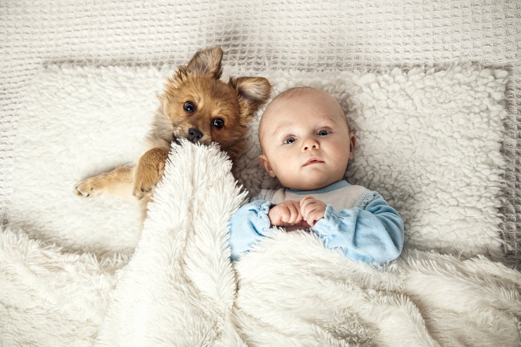 犬と赤ちゃんが一緒に暮らすための準備3つ