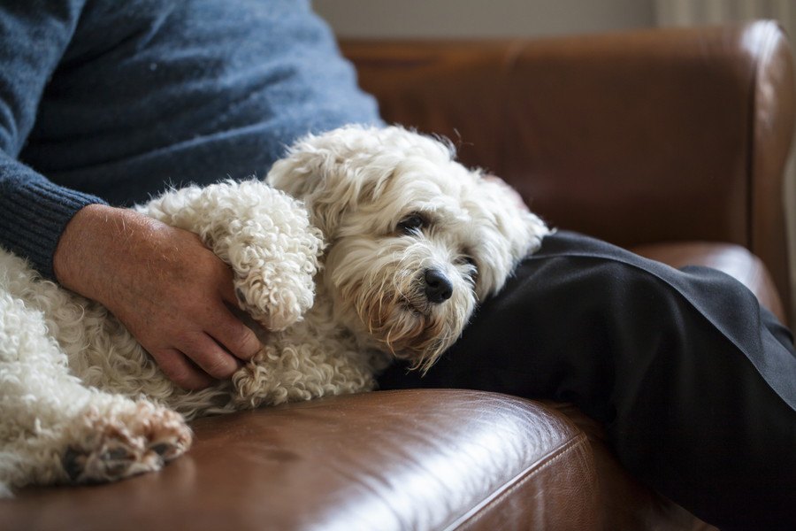 犬が老化している時に見せる行動４選！何に気を付けて過ごせばいいの？