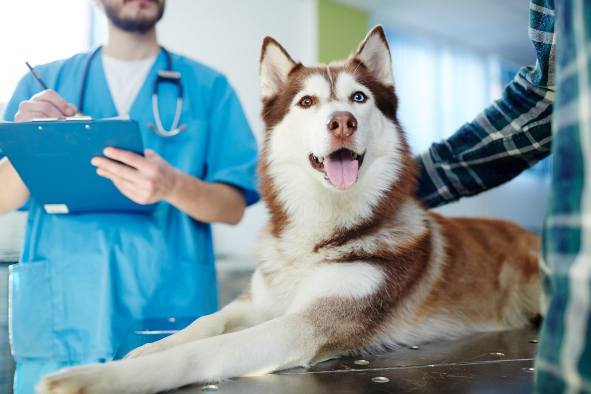 犬の骨ガン治療、より効率的に患部に薬を届けるクリックケミストリー