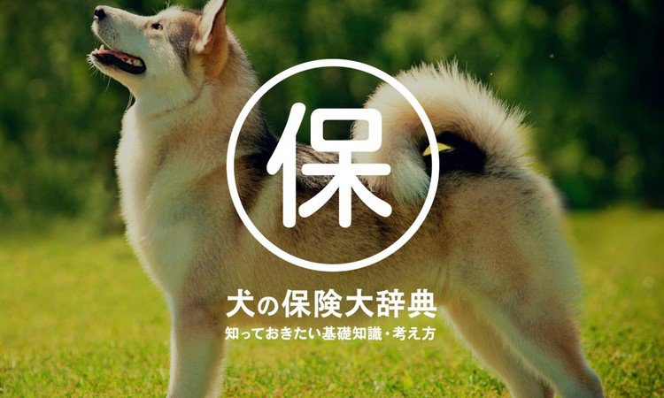 犬の保険大辞典！知っておきたい基礎知識