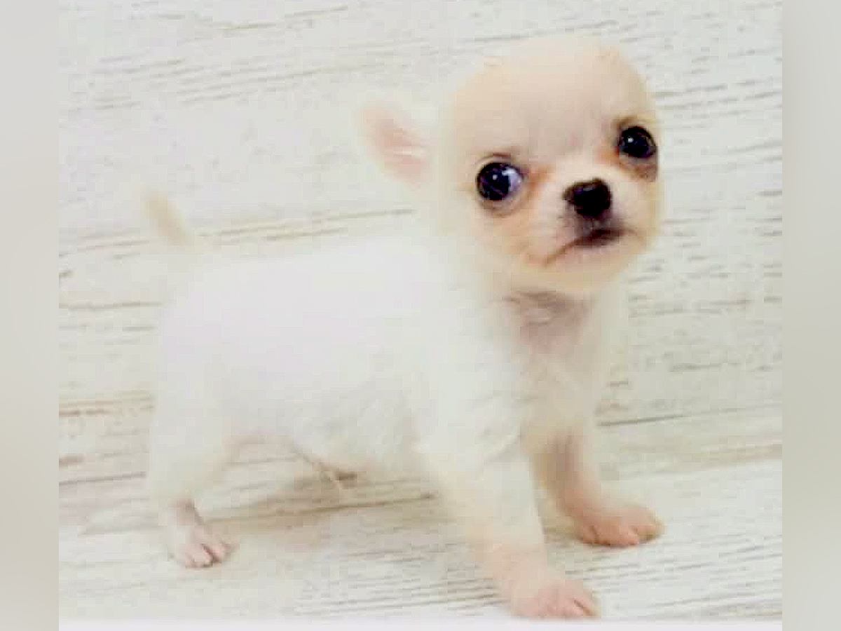 『極小チワワを飼った』と思っていたら、5年後…予想もしなかった『成長ビフォーアフター』が21万再生「態度もデカいの笑ったｗ」と爆笑